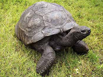 Turtle age, Jonathan