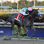 Picture of Arrogate horse, famous racehorse
