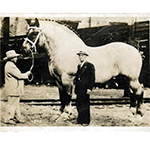 Picture of Brooklyn Supreme horse, The world's heaviest horse