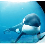 Keiko whale