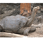 Picture of Lonely George, symbol of Galapagos Island